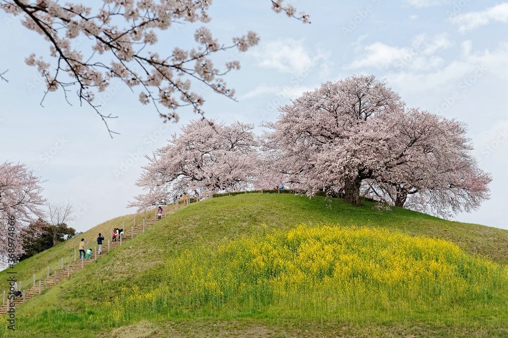 Tourists climbing the stairway to a hilltop of beautiful cherry blossom trees and green grassy meadows in springtime in Saitama, Japan ~ Spring scenery of idyllic Japanese countryside in sakura season Tourists climbing the stairway to a hilltop of beautiful cherry blossom trees and green grassy meadows in springtime in Saitama, Japan ~ Spring scenery of idyllic Japanese countryside in sakura season