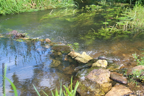 river in the forest