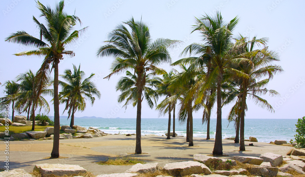 Fototapeta premium Palm and coconut trees on the beach at Rayong Thailand