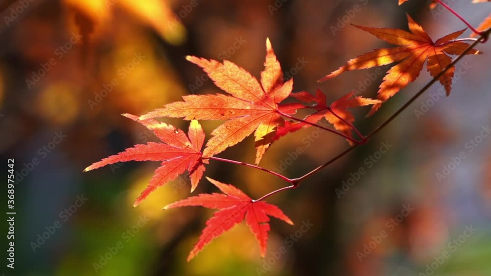 Closeup, red maple leaves on tree, autumn leaves in sunlight, nature sunshine Closeup, red maple leaves on tree, autumn leaves in sunlight, nature sunshine