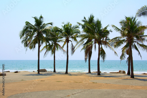Fototapeta Naklejka Na Ścianę i Meble -  Palm and coconut trees on the beach at Rayong Thailand