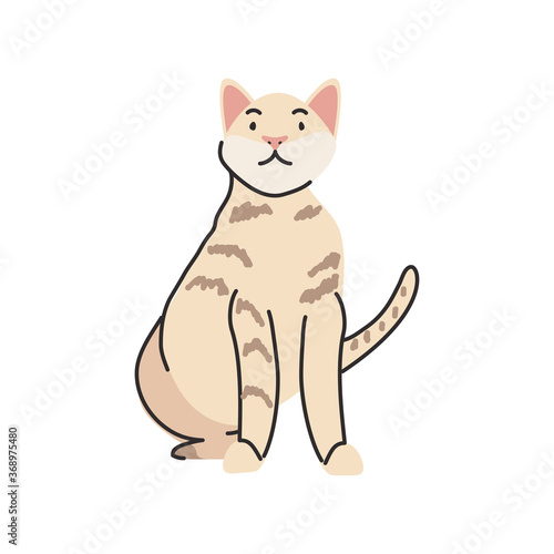 cute domestic cat on white background