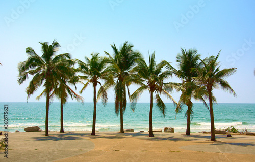 Palm and coconut trees on the beach at Rayong Thailand © supachai