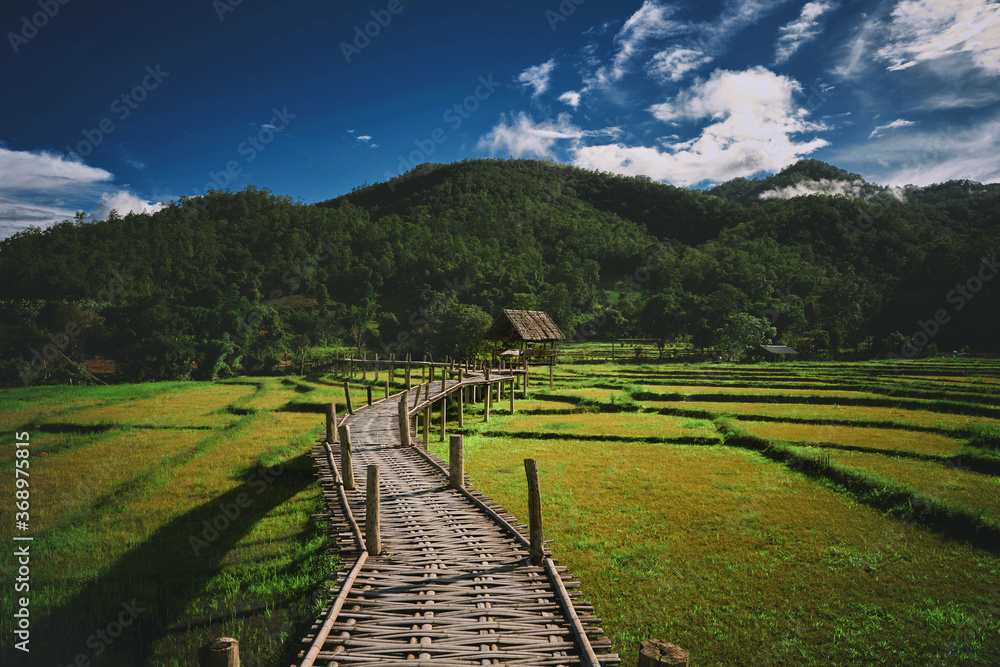 Bamboo bridge over rice fields, Pai, Thailand