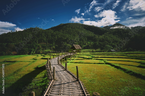 Obraz na płótnie Bamboo bridge over rice fields, Pai, Thailand w salonie