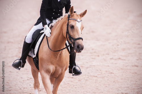An elegant light beautiful horse in sports equipment with a rider in the saddle gracefully strides across the sandy arena.
