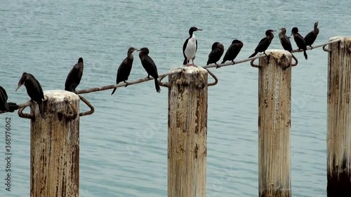 Cormorants in Cruise Port General San Martin - Pisco - Peru photo