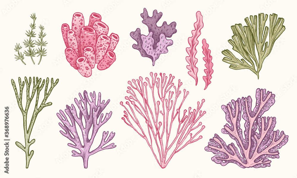 Underwater Plant PNG, Vector, PSD, and Clipart With Transparent Background  for Free Download | Pngtree