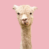 Funny alpaca on pink background