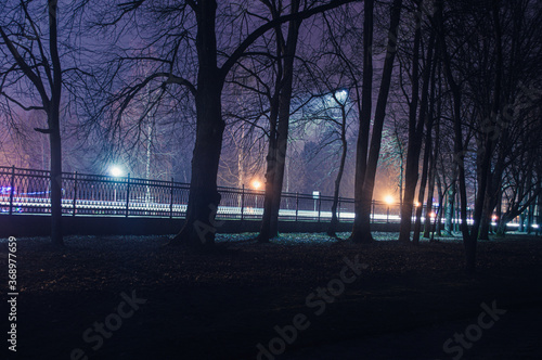 Gloomy trees near the road