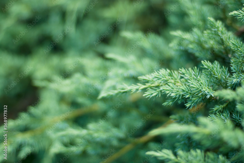 Neutral green foliage on branches of thuja western. Selective focus. Foliage on branches of thuja western as tecture.