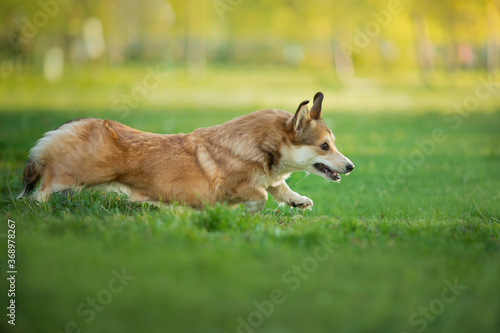 dog in the park runs, plays. Welsh corgi pembroke in nature, on the grass. Active pet outdoors