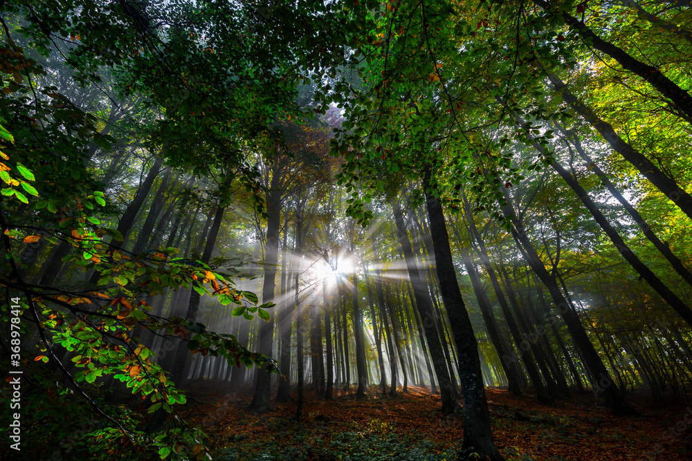 Naklejka premium Morning in the forest. Rays and reflections of sunlight. Yedigöller, Bolu, Istanbul. Turkey.