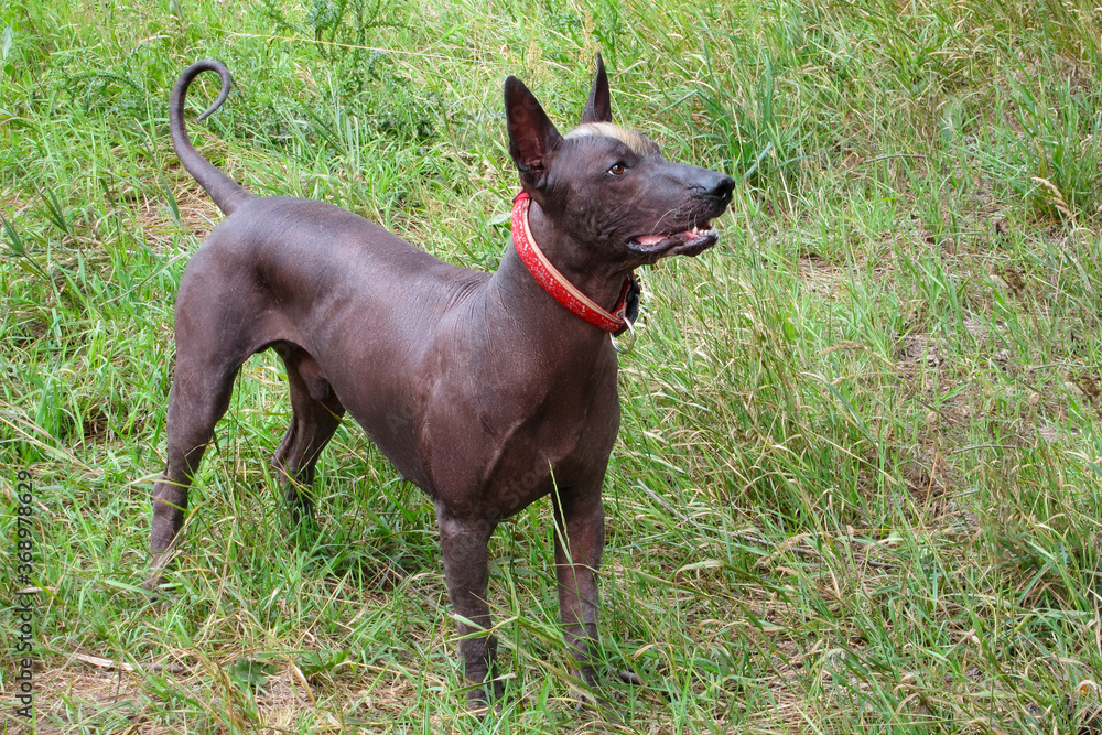 Young playful dog looks attentively at something with opened mouth. Animal of rare breed named Xoloitzcuintle, or Mexican Hairless, standard size. Outdoors, green grass.