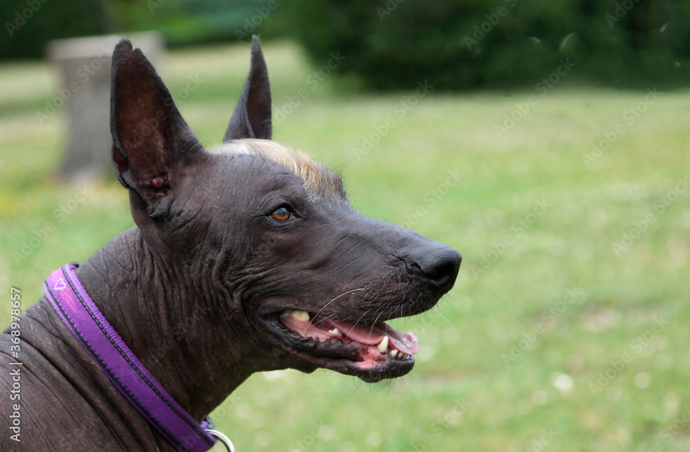 Close up portrait of young playful dog looks attentively at something with opened mouth. Animal of rare breed named Xoloitzcuintle, or Mexican Hairless, standard size. Outdoors, green grass. Close up portrait of young playful dog looks attentively at something with opened mouth. Animal of rare breed named Xoloitzcuintle, or Mexican Hairless, standard size. Outdoors, green grass.