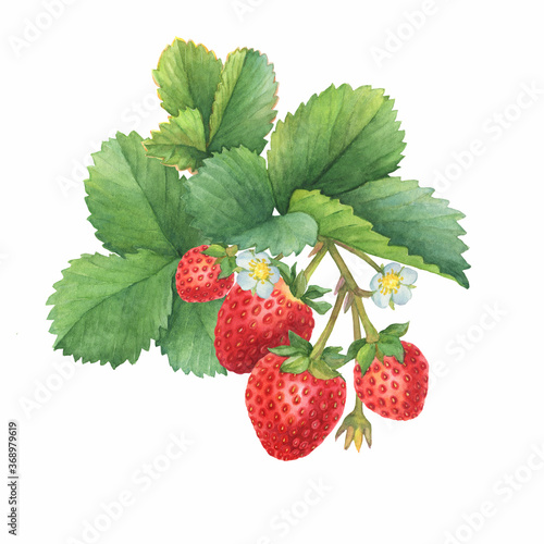 Closeup of a branch of the red strawberry fruits  known as Fragaria  garden strawberry  with green leaves. Watercolor hand drawn painting illustration isolated on white background.