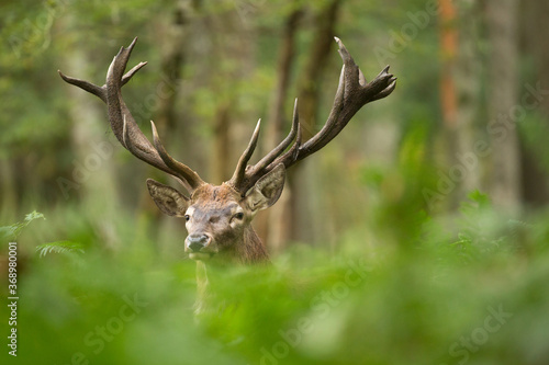 Une tête de cerf élaphe qui dépasse des fougères en forêt © shocky