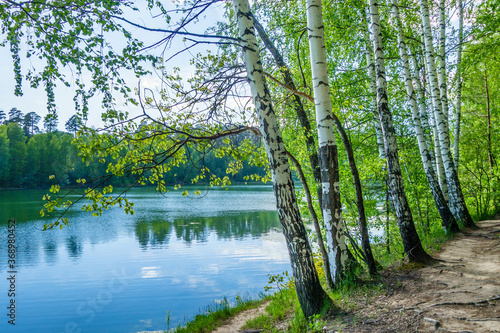 Line of birches growing near by lake or river. Forest pathway located in right side