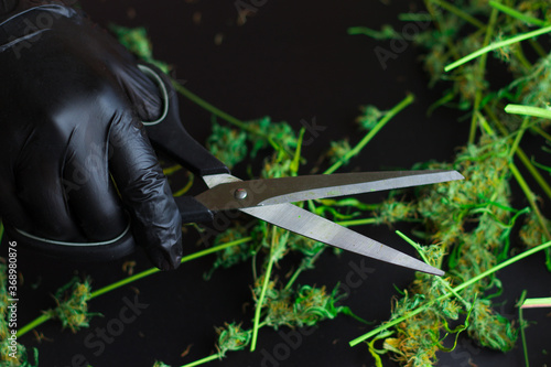 Man with scissors in hand trimming and cropping dry cannabis plants. Processing of marijuana buds. Commercial weed industry. Medical drug use  photo