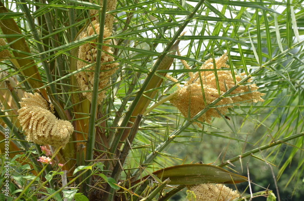 the yellow green dates palm tree in the garden. the yellow green dates palm tree in the garden.