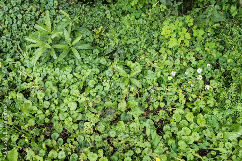 Top view onto small plants, grass and flowers growing in the forest and covering its surface with natural green color Top view onto small plants, grass and flowers growing in the forest and covering its surface with natural green color