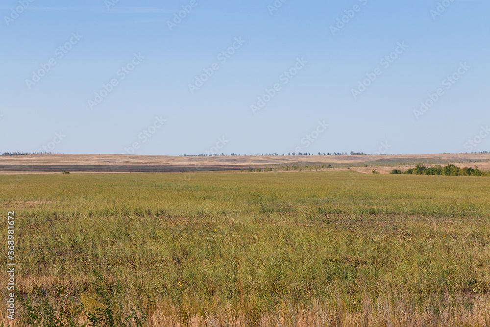 desert steppe dry grass