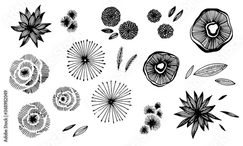 Hand drawn flowers vector set. Black isolated floral elements collection