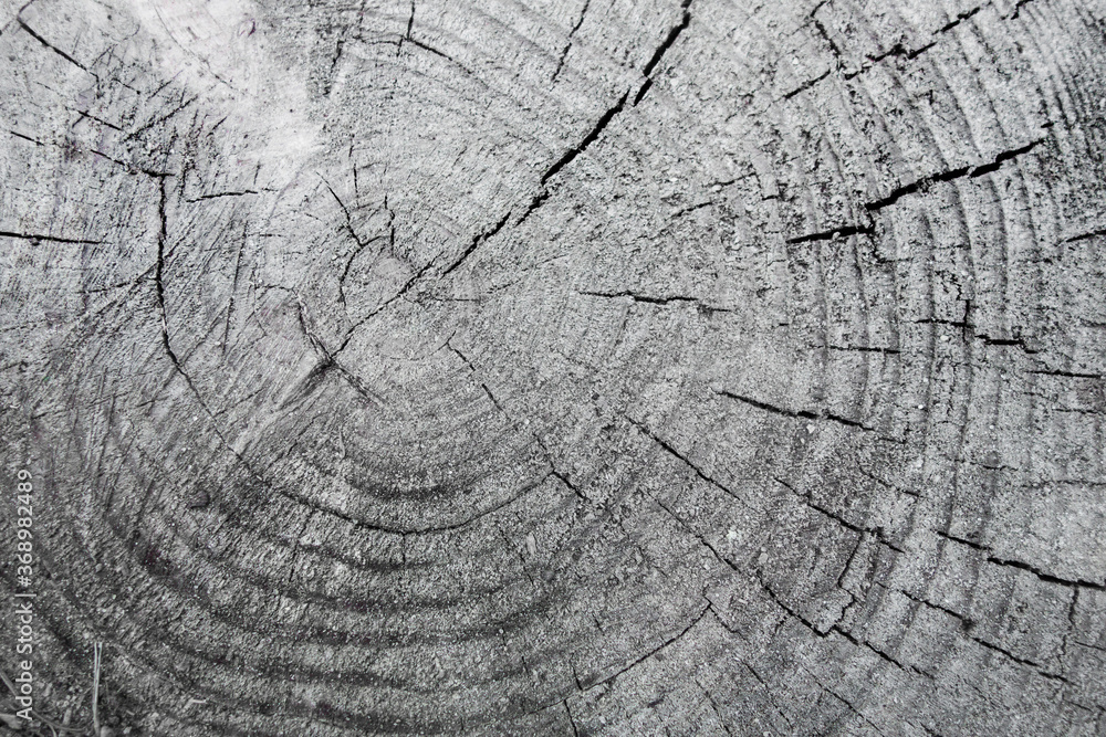 Close up view onto remains of stump of pine tree, its surface, growth rings, heartwood, & cracks that crossing stump in different directions