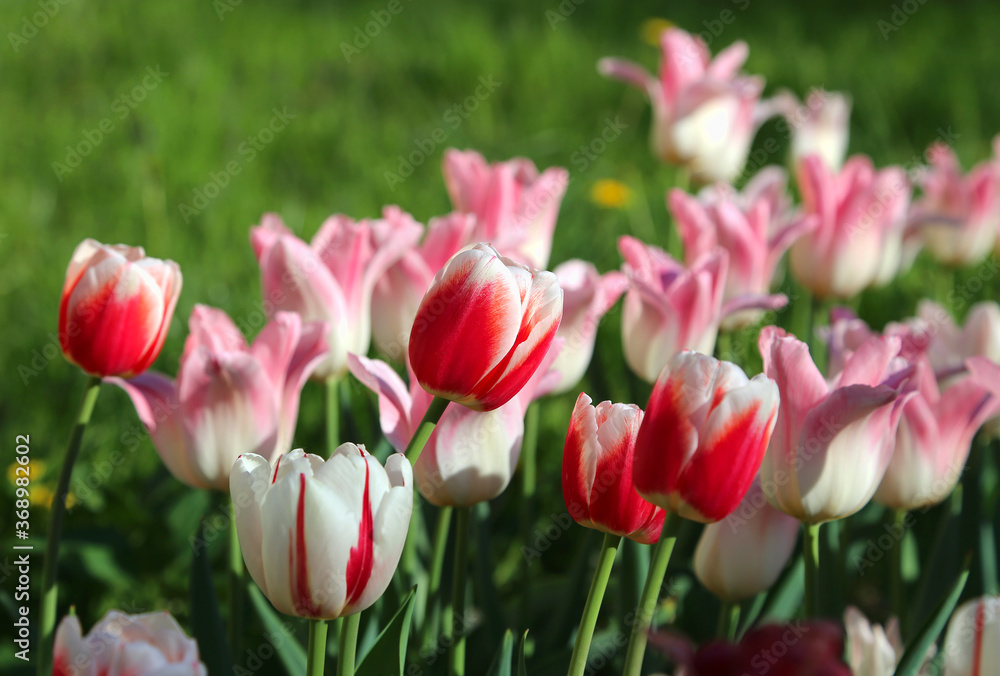 Beautiful delicate tulips lit by the sun Beautiful delicate tulips lit by the sun