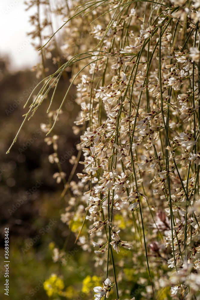 Fototapeta premium The plant (Retama monosperma) growing in a park