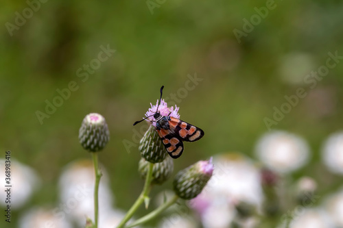 The butterfly (Zygaena sogdiana) close-up © TETYANA