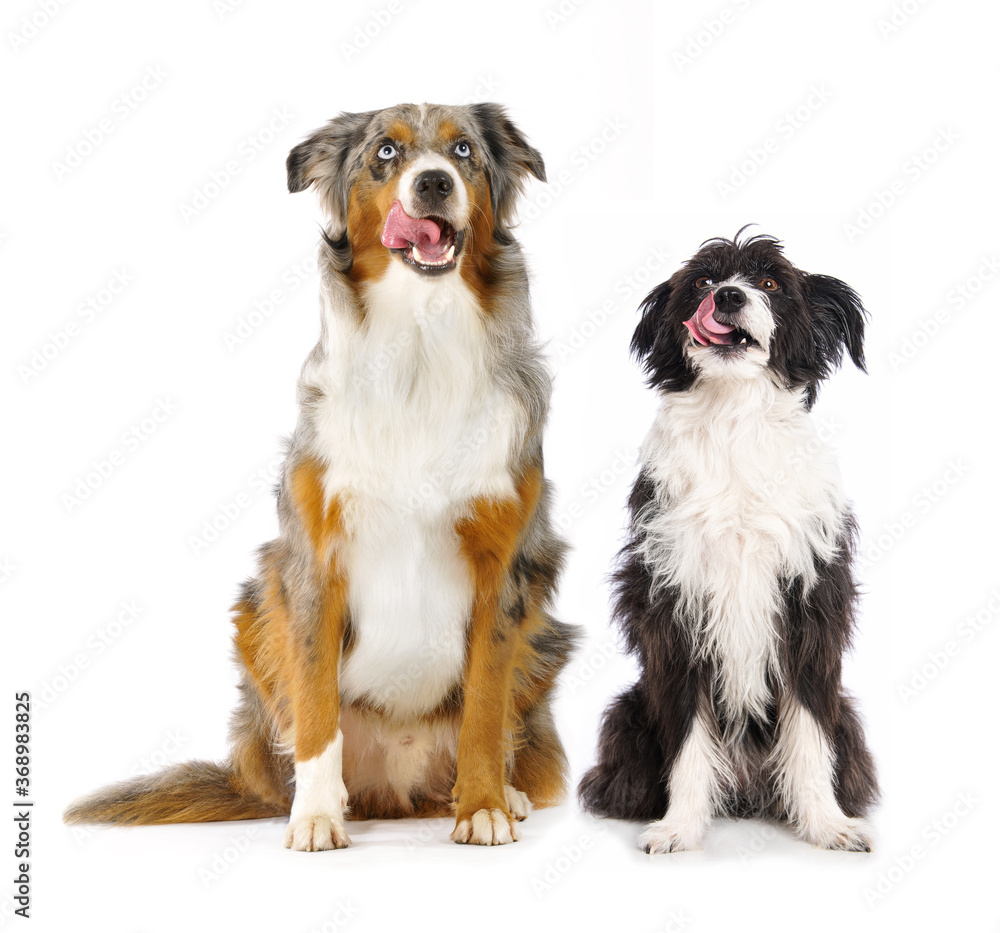 Two dogs isolated on white background
