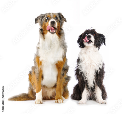 Photography Two dogs isolated on white background