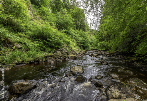 river in the forest