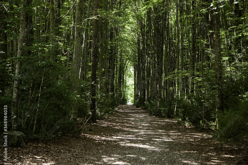 Obraz premium Ancient beech forest