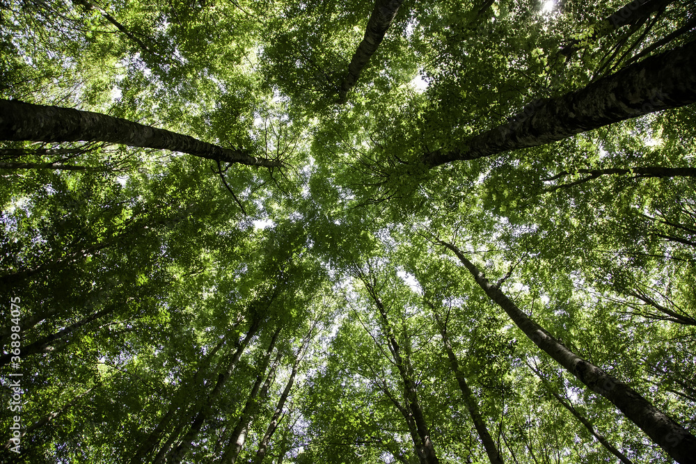 Fototapeta premium Ancient beech forest
