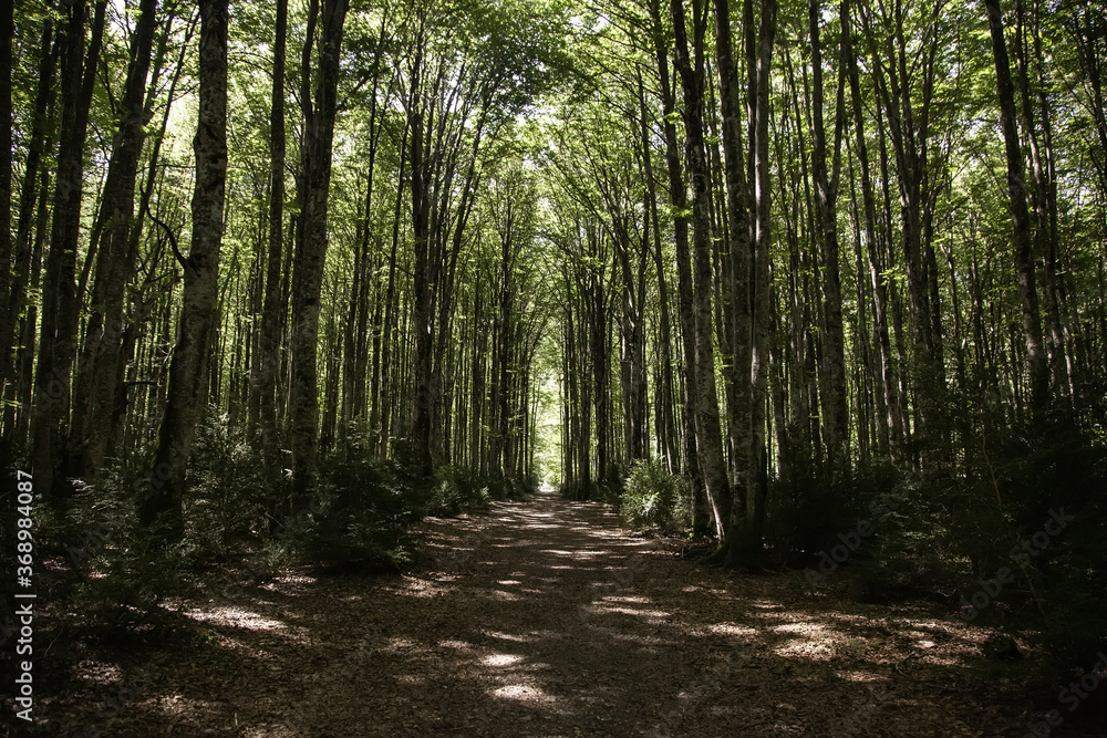 Fototapeta premium Starożytny las bukowy