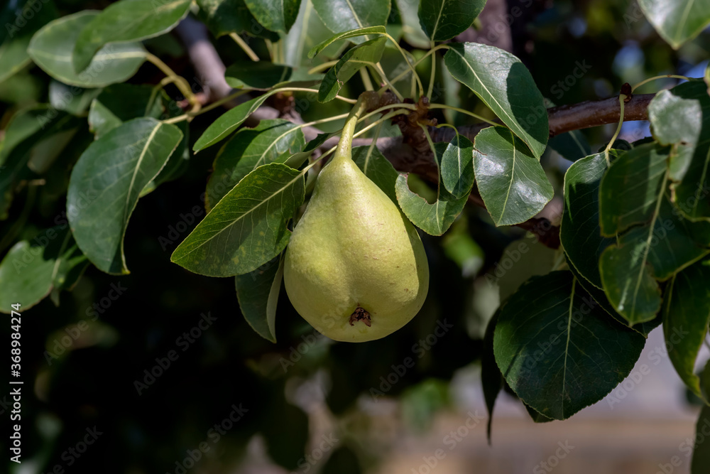 Ripening pear hanging on a branch Ripening pear hanging on a branch