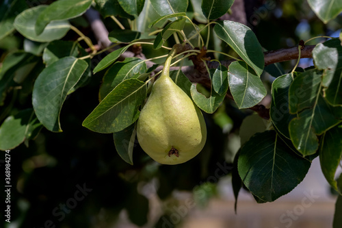 Ripening pear hanging on a branch