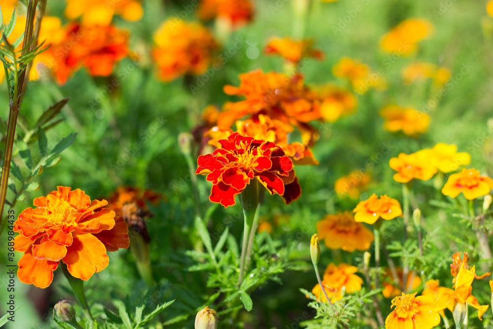 Beautiful garden Flora . Orange and Yellow. 
Summer background with beautiful yellow flowers. summer, floral, botanical concept
