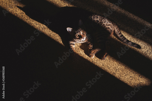 Portrait of a adorable Bengal cat sitting on a floor. CUTE CAT LOOKING UP FROM SHADOWS. Strong light and shadows of her body. Domestic animal. Cute kitty. cat in home interior pet.