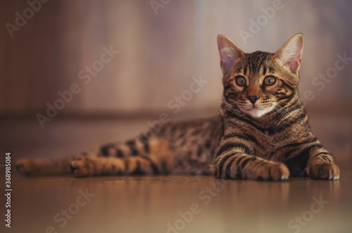 Portrait of a adorable Bengal cat sitting on a floor. Domestic animal. Cute kitty. cat in home interior pet.