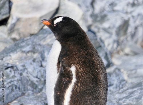 Gentoo penguin  angry looking  closeup in Antarctica