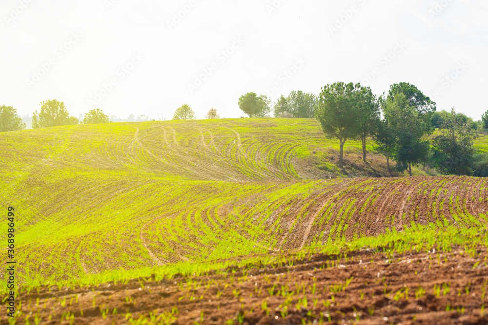 agricultural field with green wheat