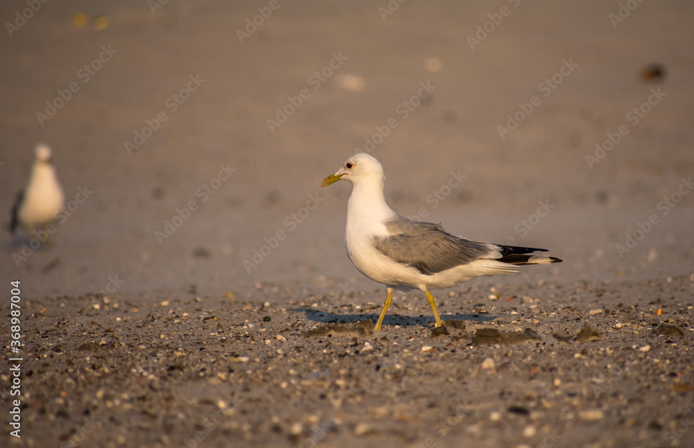 Seagull on the beach, walking down into the sunset Seagull on the beach, walking down into the sunset