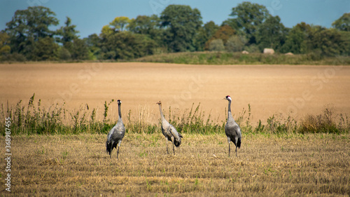 Family of cranes standing in a field in late summer Sweden