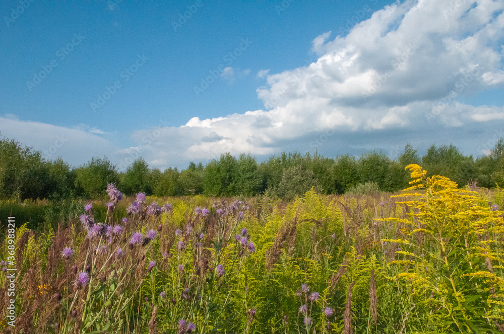 Obraz premium Field Forest road