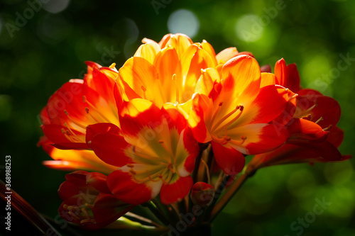 orange clivia flowers or natal lily on green background