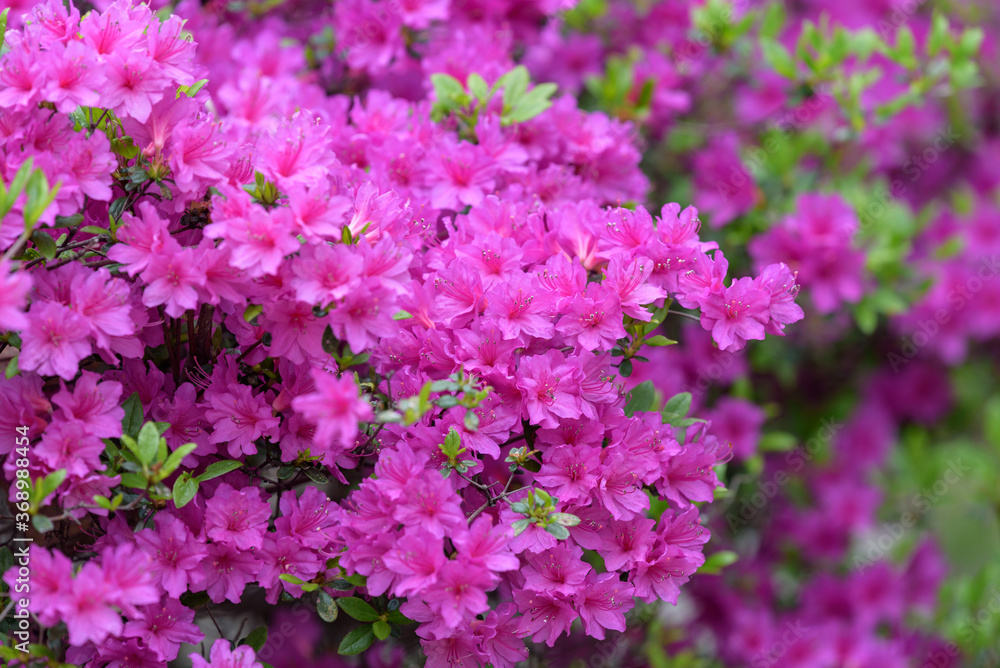 Pink azalea flower, in full bloom, Rhododendron