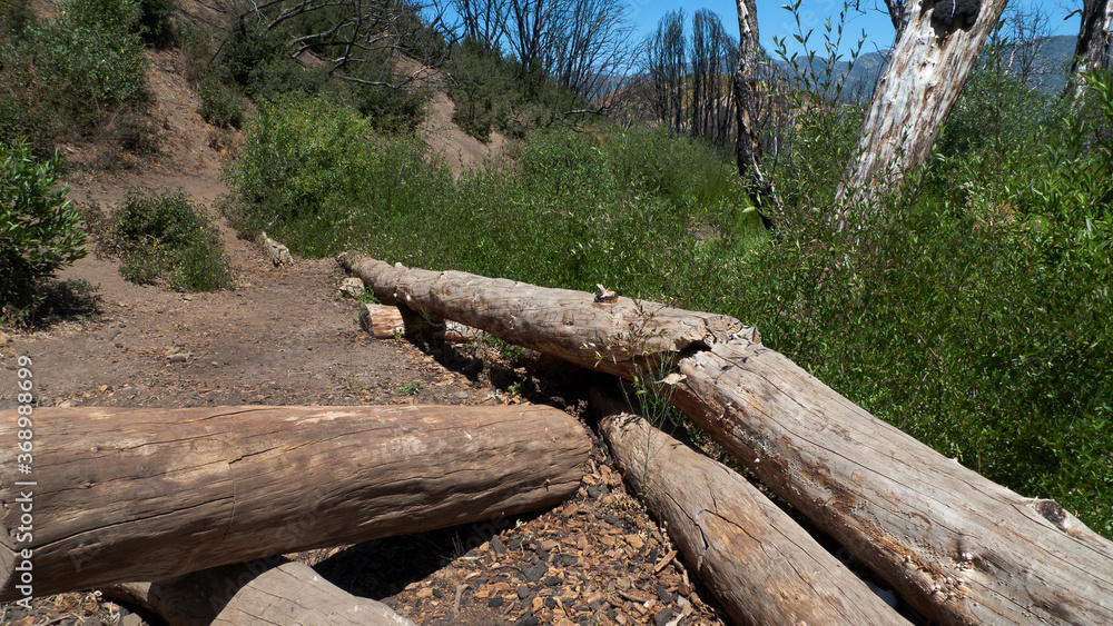 Los Padres National Forest. Logs fallen along the dirt trail through the National Forest, which features rough terrain, large boulders and rocks and lush foliage. Los Padres National Forest. Logs fallen along the dirt trail through the National Forest, which features rough terrain, large boulders and rocks and lush foliage.